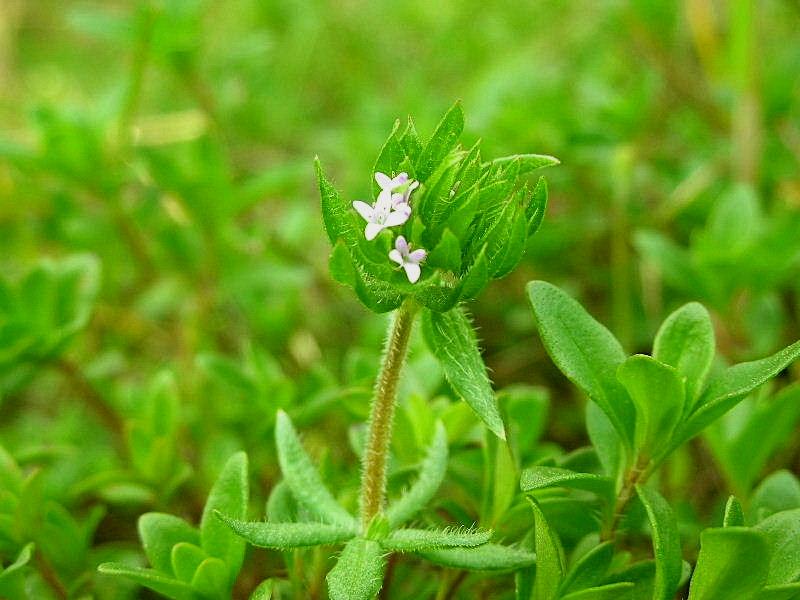 Sherardia arvensis / Toccamano